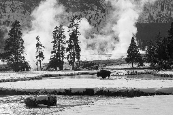 The Yellowstone Collection 작가의 Bison near Biscuit Basin, Yellowstone National Park 작품
