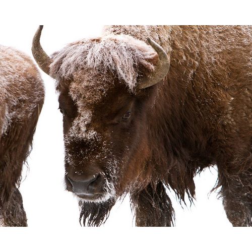 Peaco, Jim 작가의 Bison near Elk Park, Yellowstone National Park 작품