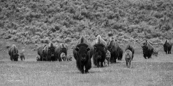 The Yellowstone Collection 작가의 Bison on the move, Lamar Valley, Yellowstone National Park 작품