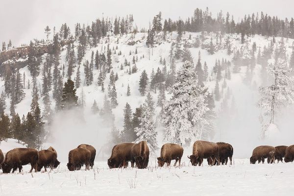 The Yellowstone Collection 작가의 Bison along the Firehole River, Yellowstone National Park 작품
