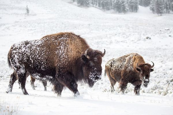 The Yellowstone Collection 작가의 Bison I, Lamar Valley, Yellowstone National Park 작품