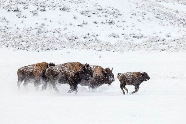 The Yellowstone Collection 작가의 Bison II, Lamar Valley, Yellowstone National Park 작품