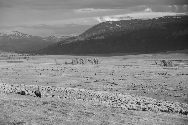 The Yellowstone Collection 작가의 Bison IV, Lamar Valley, Yellowstone National Park 작품