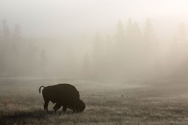 The Yellowstone Collection 작가의 Bison, Lower Geyser Basin, Yellowstone National Park 작품