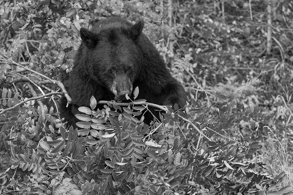 Peaco, Jim 작가의 Black Bear near the Mammoth to Tower Road, Yellowstone National Park 작품