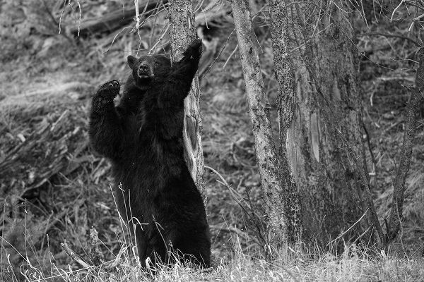 The Yellowstone Collection 작가의 Black Bear near Phantom Lake, Yellowstone National Park 작품