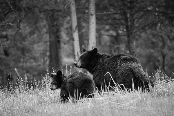 The Yellowstone Collection 작가의 Black Bear Sow with Cub, Tower Fall, Yellowstone National Park 작품