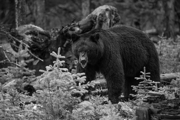 The Yellowstone Collection 작가의 Black Bear, Yellowstone National Park 작품