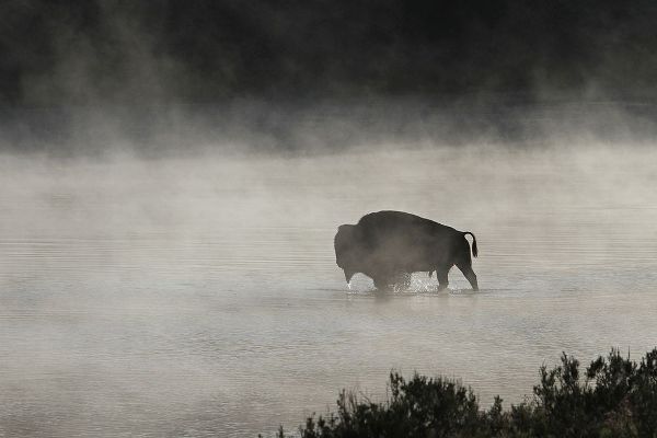Peaco, Jim 작가의 Bull Bison crossing Yellowstone River, Yellowstone National Park 작품
