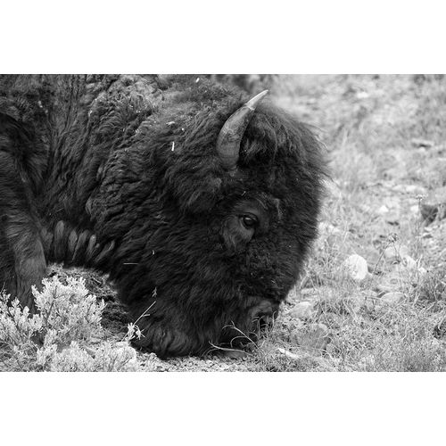 Frank, Jacob W. 작가의 Bull Bison Graze in Lamar Valley, Yellowstone National Park 작품