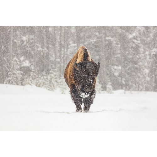 Frank, Jacob W. 작가의 Bull Bison during a Snow Storm, Yellowstone National Park 작품