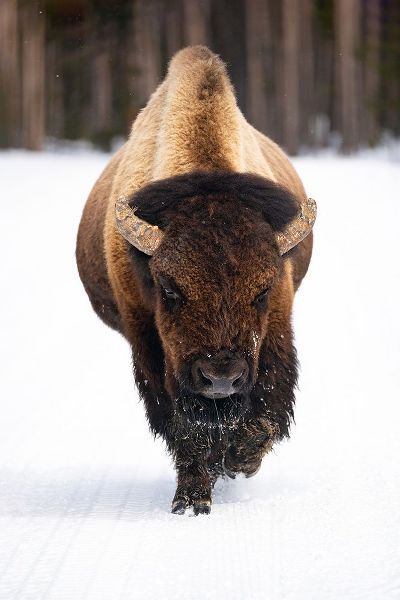 The Yellowstone Collection 작가의 Bull Bison near Midway Geyser Basin, Yellowstone National Park 작품