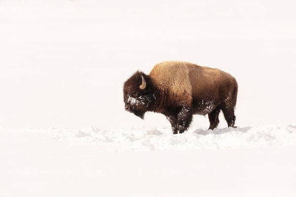 The Yellowstone Collection 작가의 Bull Bison on a Winter Day, Yellowstone National Park 작품