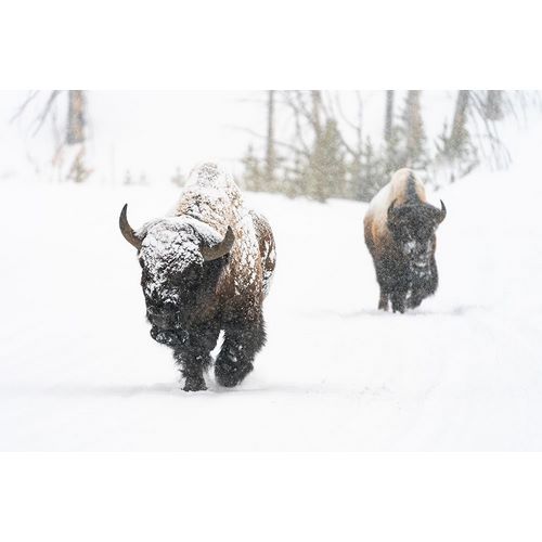 Frank, Jacob W. 작가의 Bull Bison on the East Entrance Road, Yellowstone National Park 작품