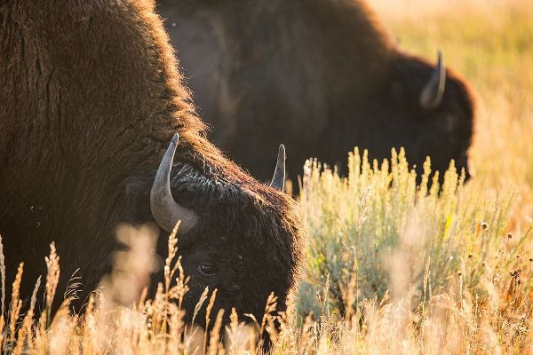 The Yellowstone Collection 작가의 Bull Bison, Blacktail Deer Plateau, Yellowstone National Park 작품