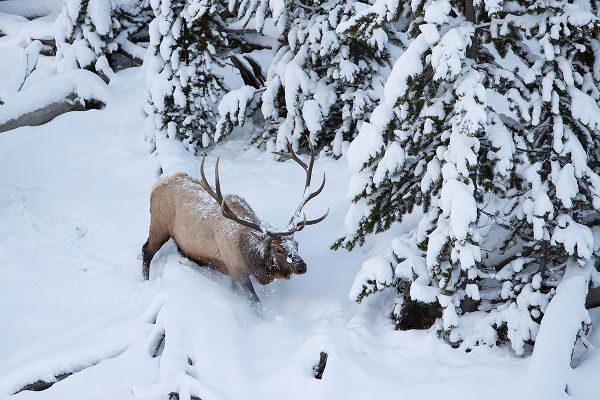 Peaco, Jim 작가의 Bull Elk by Obsidian Creek, Yellowstone National Park 작품