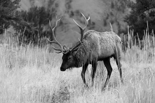The Yellowstone Collection 작가의 Bull Elk Grazing in Mammoth Hot Springs, Yellowstone National Park 작품