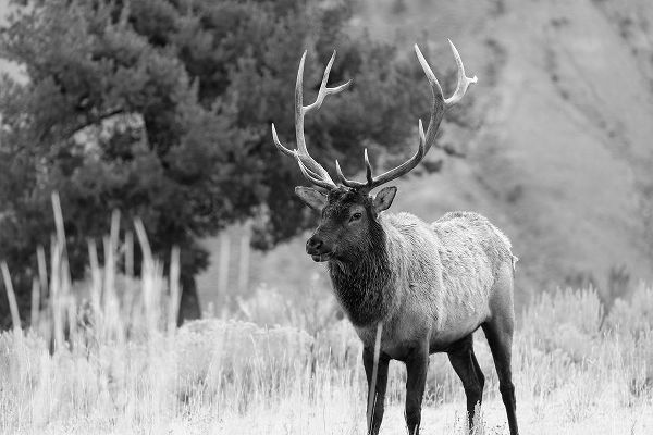 The Yellowstone Collection 작가의 Bull Elk in Mammoth Hot Springs, Yellowstone National Park 작품