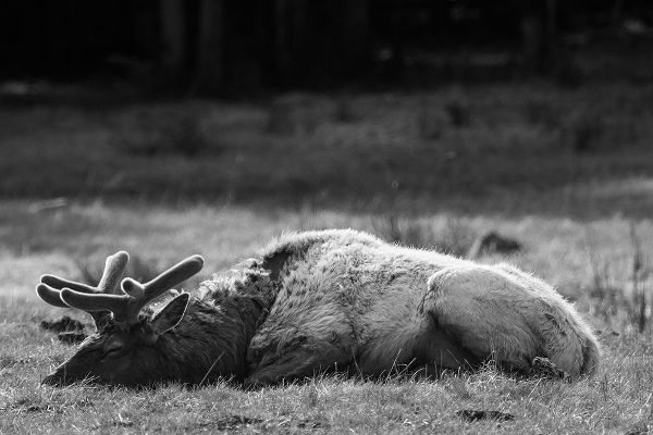 Herbert, Neal 작가의 Bull Elk Sleeping in Spring, Yellowstone National Park 작품