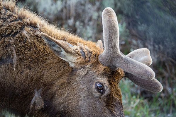 Herbert, Neal 작가의 Bull Elk with Velvet on Antlers, Yellowstone National Park 작품