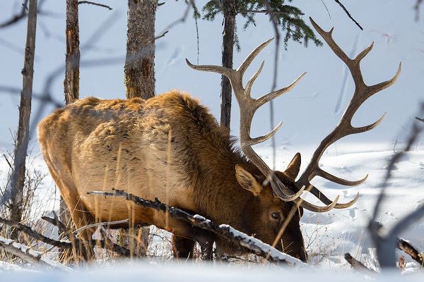 The Yellowstone Collection 작가의 Bull Elk, Blacktail Deer Plateau, Yellowstone National Park 작품
