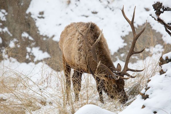 The Yellowstone Collection 작가의 Bull Elk, Gardner River, Yellowstone National Park 작품