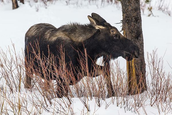 The Yellowstone Collection 작가의 Bull Moose near Pebble Creek, Yellowstone National Park 작품