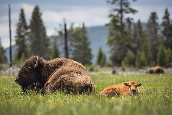 The Yellowstone Collection 작가의 Cow and Calf Bison, Fountain Flat Drive, Yellowstone National Park 작품