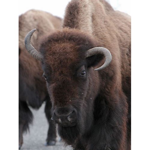 Peaco, Jim 작가의 Cow Bison on Northeast Entrance Road, Yellowstone National Park 작품
