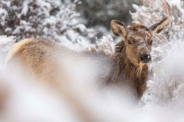 The Yellowstone Collection 작가의 Cow Elk in Snow, Mammoth Hot Springs, Yellowstone National Park 작품