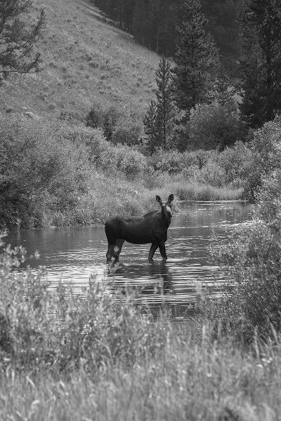 The Yellowstone Collection 작가의 Cow Moose, Gallatin River, Yellowstone National Park 작품