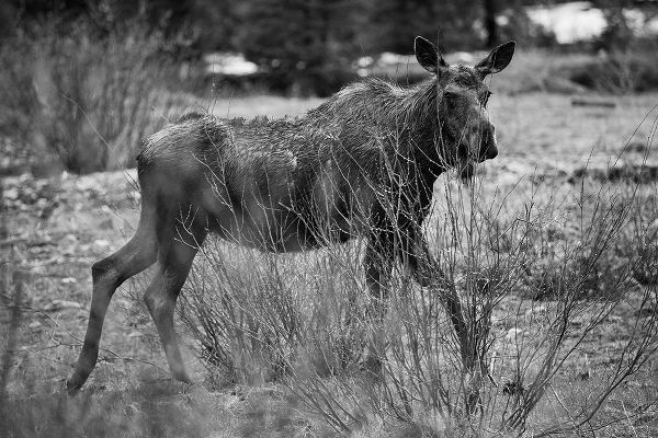 The Yellowstone Collection 작가의 Cow Moose, Soda Butte Creek, Yellowstone National Park 작품