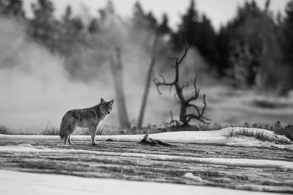 The Yellowstone Collection 작가의 Coyote standing near Biscuit Basin, Yellowstone National Park 작품