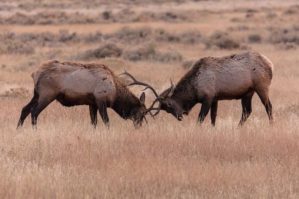 The Yellowstone Collection 작가의 Elk Sparring, Yellowstone National Park 작품