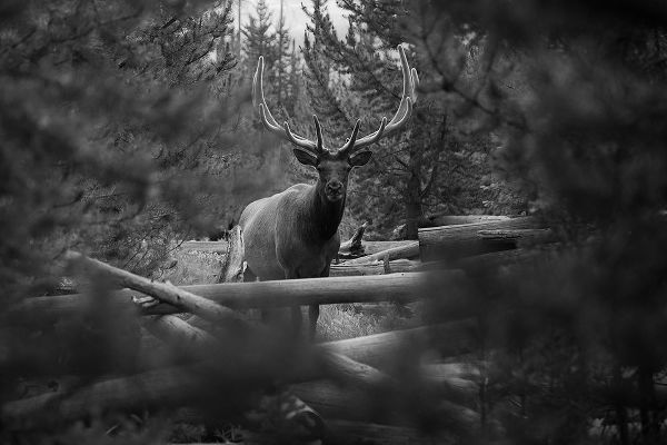The Yellowstone Collection 작가의 Elk, Sepulcher Mountain Trail, Yellowstone National Park 작품