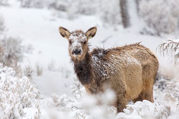 The Yellowstone Collection 작가의 Female Elk in Snow, Mammoth Hot Springs, Yellowstone National Park 작품