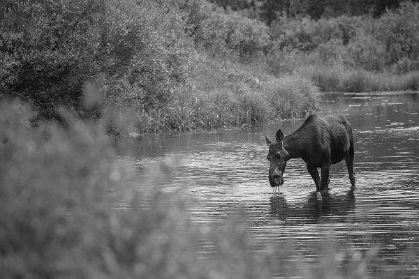 The Yellowstone Collection 작가의 Female Moose, Gallatin River, Yellowstone National Park 작품