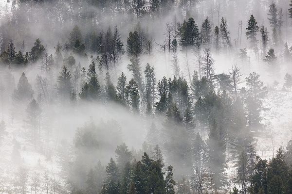 The Yellowstone Collection 작가의 Fog in Lamar Valley, Yellowstone National Park 작품