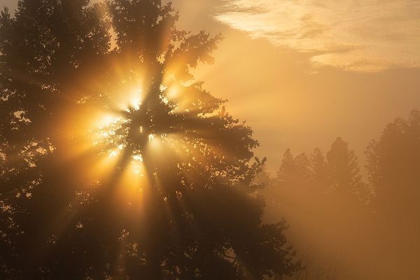 The Yellowstone Collection 작가의 Foggy Sunrise, Blacktail Deer Plateau, Yellowstone National Park 작품
