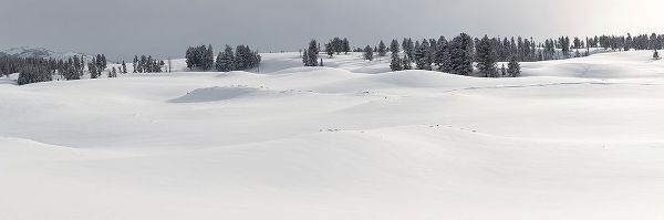 The Yellowstone Collection 작가의 Fresh Snow, Blacktail Deer Plateau, Yellowstone National Park 작품