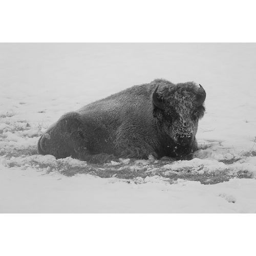 Frank, Jacob W. 작가의 Frost-covered Bison near Roaring Mountain, Yellowstone National Park 작품