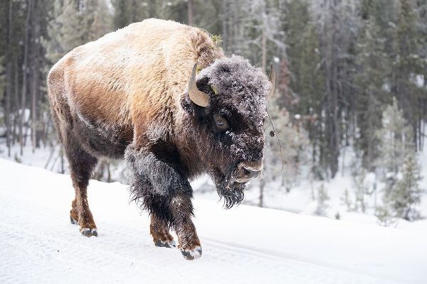The Yellowstone Collection 작가의 Frost-covered Bison near Frying Pan Spring, Yellowstone National Park 작품