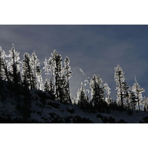 Peaco, Jim 작가의 Frosted Trees in Gibbon Canyon, Yellowstone National Park 작품