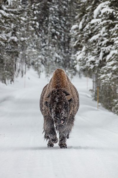 The Yellowstone Collection 작가의 Frosty Bull Bison near Fishing Bridge, Yellowstone National Park 작품