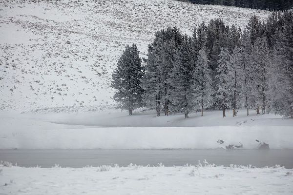 The Yellowstone Collection 작가의 Frosty Trees in Hayden Valley, Yellowstone National Park 작품