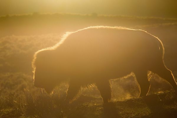 The Yellowstone Collection 작가의 Golden hour in Lamar Valley, Yellowstone National Park 작품