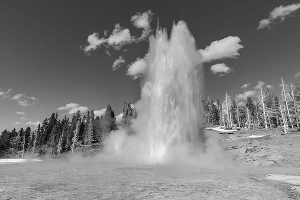 The Yellowstone Collection 작가의 Grand Geyser Eruption, Yellowstone National Park 작품