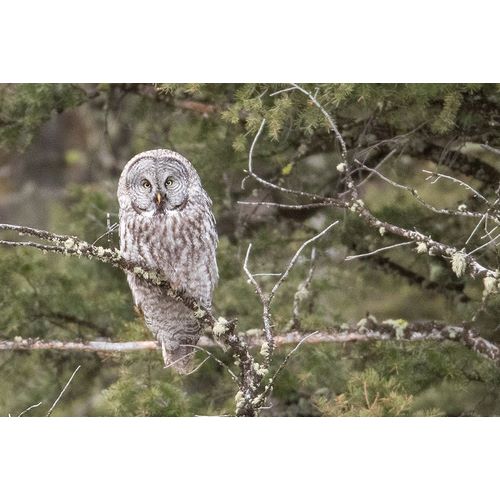 Peaco, Jim 작가의 Great Gray Owl, Yellowstone National Park 작품