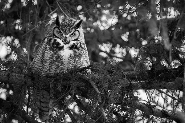 Herbert, Neal 작가의 Great Horned Owl at Mammoth, Yellowstone National Park 작품