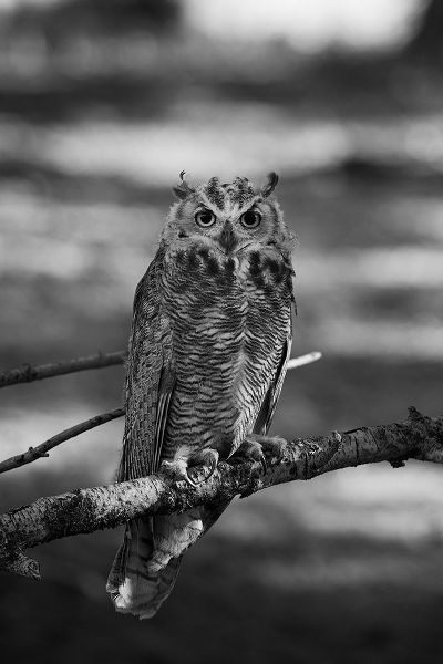 Herbert, Neal 작가의 Great Horned Owl, Yellowstone National Park 작품